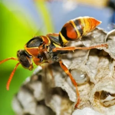 Alliance Pest Services Picture 4