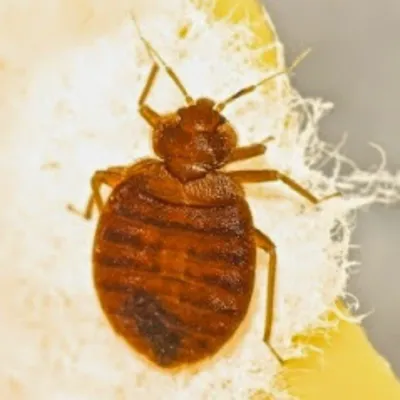 Alliance Pest Services Picture 6