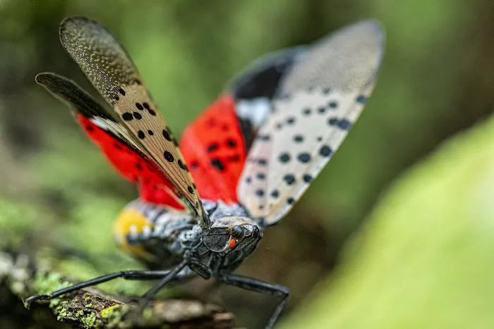 Western Pest Services Picture 1