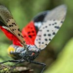 Western Pest Services
