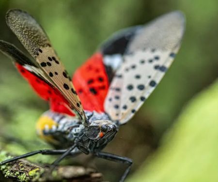 Western Pest Services
