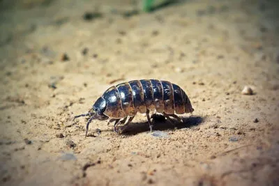 Western Pest Services Picture 4