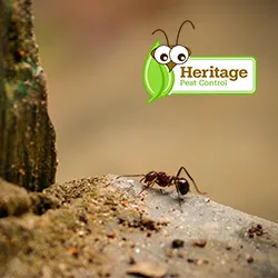 Heritage Pest Control Picture 1