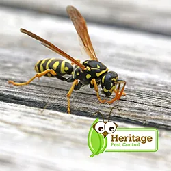 Heritage Pest Control Picture 4