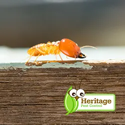 Heritage Pest Control Picture 5