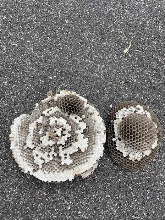 Precise Termite & Pest Control Picture 2