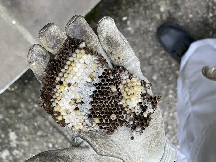 Ehrlich Pest Control Picture 3