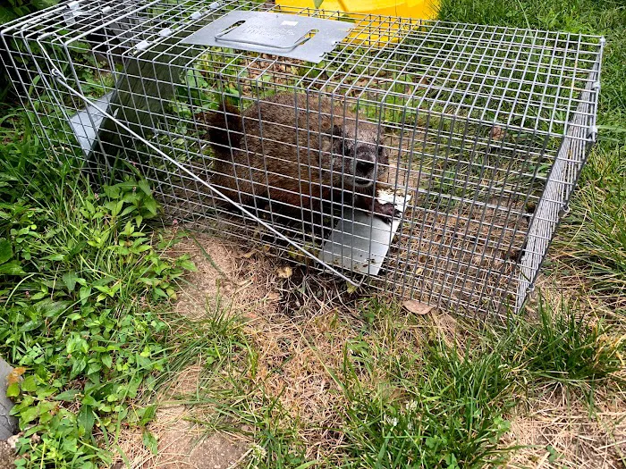 Reliable Pest and Animal control Picture 5