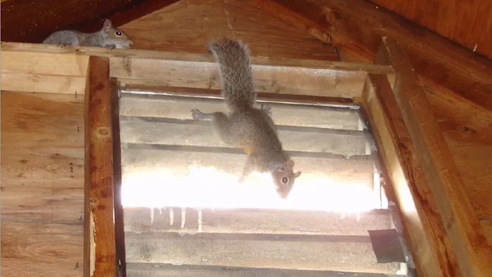 Reliable Pest and Animal control Picture 7