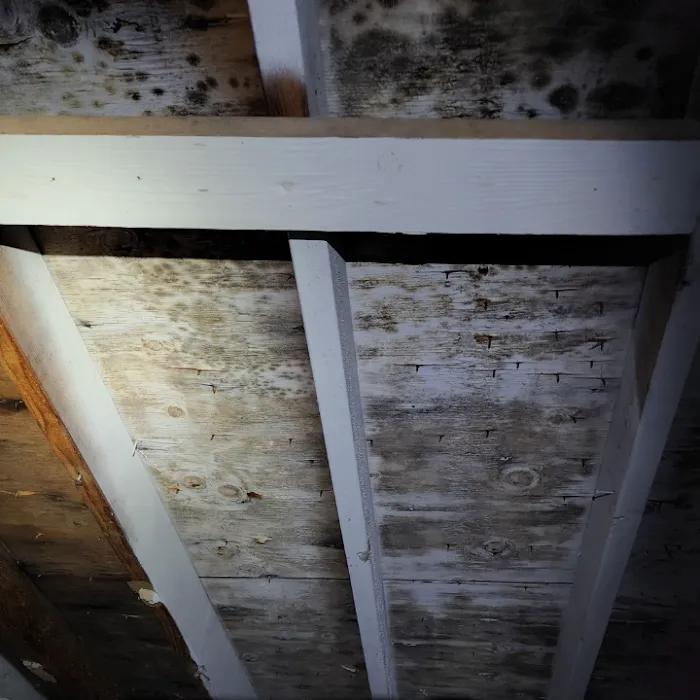 Ultime Mold and Pest Services Picture 2