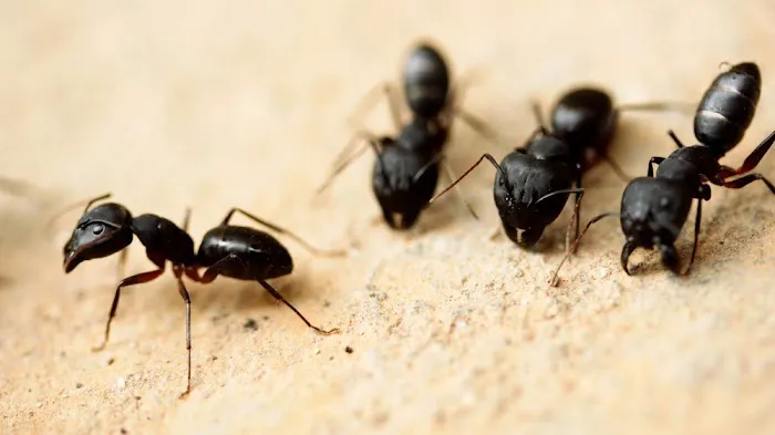 Village Exterminating Picture 3