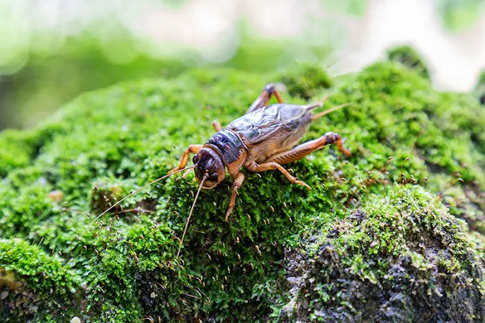 Hello Pest Control Picture 5