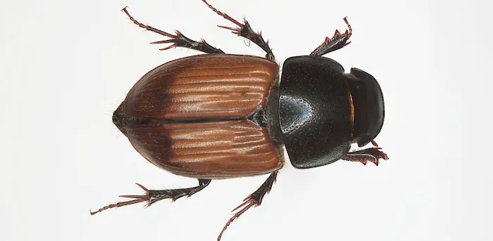 Hello Pest Control Picture 6