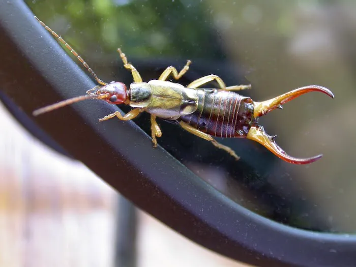 Hello Pest Control Picture 9