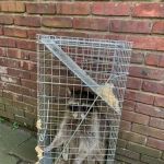 Reliable Termite Pest & Animal Control llc