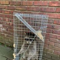 Reliable Termite Pest & Animal Control llc ico