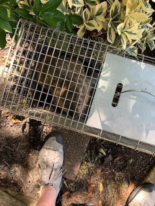 Reliable Termite Pest & Animal Control llc Picture 7
