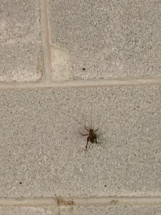 Reliable Termite Pest & Animal Control llc Picture 9