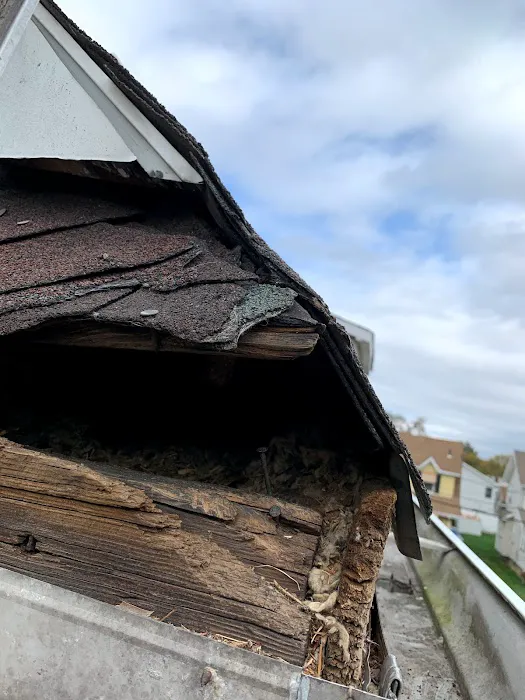 Reliable Termite Pest & Animal Control llc Picture 4