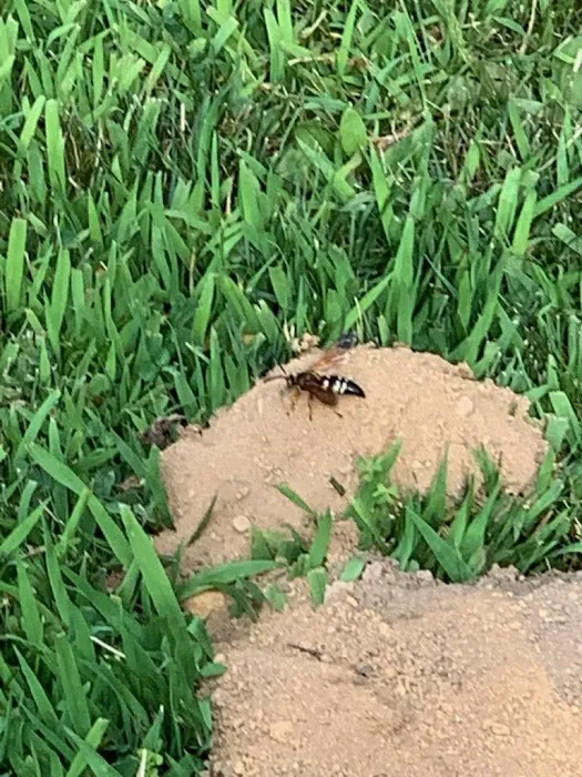 Reliable Termite Pest & Animal Control llc Picture 3