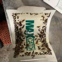 Skaggs Pest Control ico