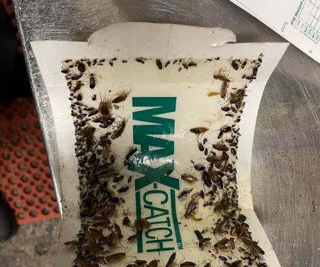 Skaggs Pest Control
