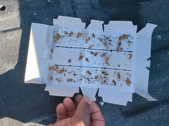 Reclaim Pest Control Picture 3