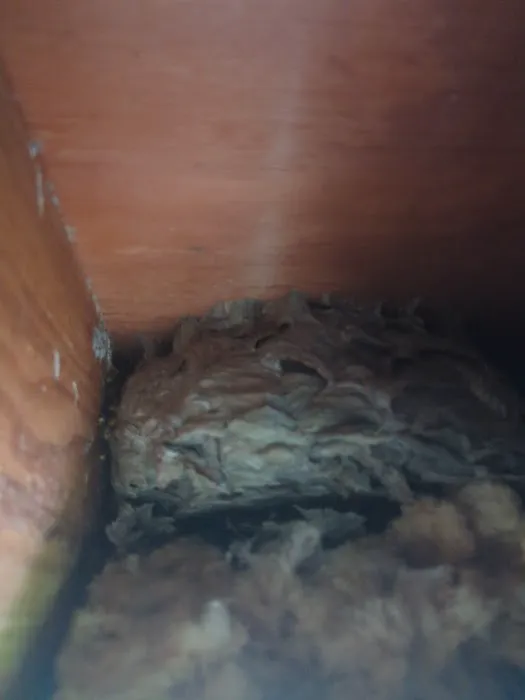 Reclaim Pest Control Picture 9