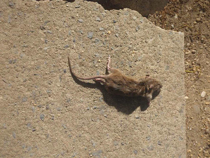 Reclaim Pest Control Picture 8