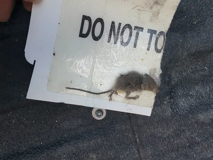 Reclaim Pest Control Picture 10
