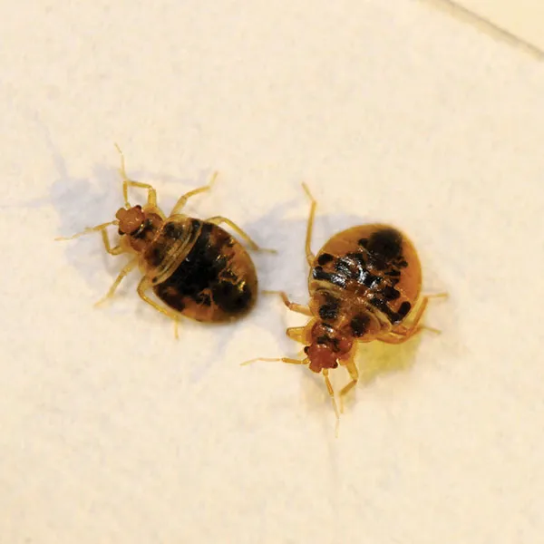A&C Pest Management Picture 4