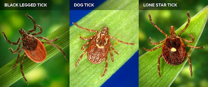 Westchester Organics | Mosquito & Tick Control Picture 3