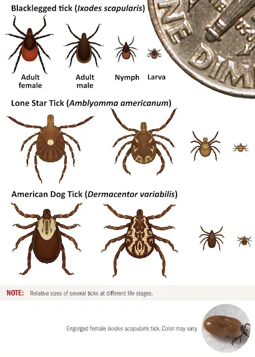 Westchester Organics | Mosquito & Tick Control Picture 8