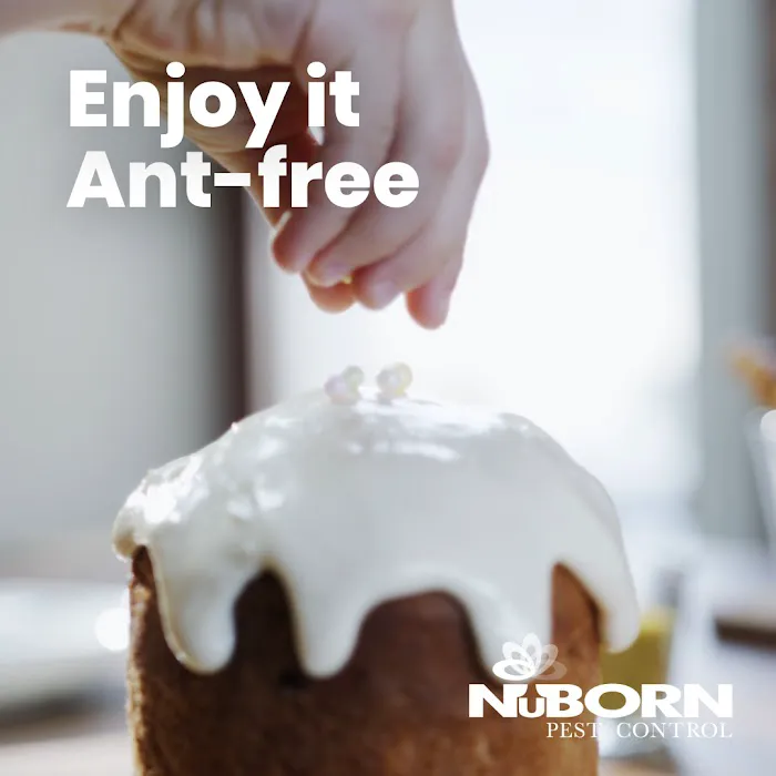 NuBorn Pest Control Picture 5