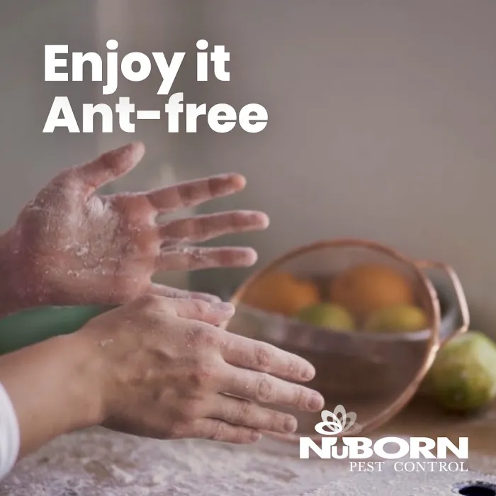 NuBorn Pest Control Picture 2