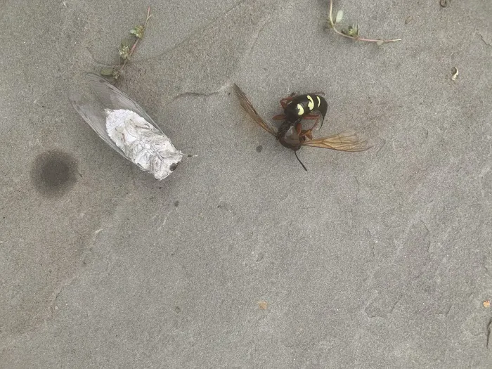 Rye Exterminators Picture 1