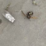 Rye Exterminators