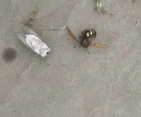 Rye Exterminators