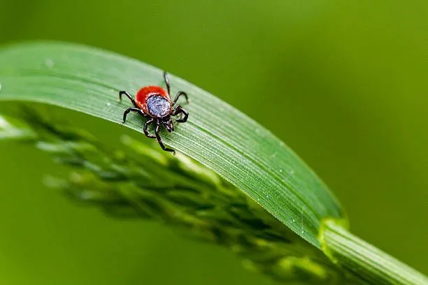 Mosquito King Picture 8