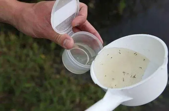 Mosquito King Picture 7