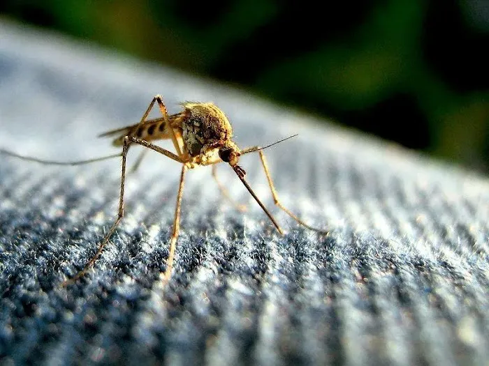 Mosquito King Picture 2