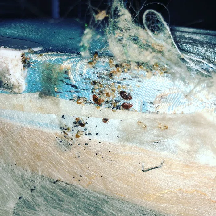 Gotcha Bed Bug Inspectors Picture 1