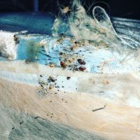 Gotcha Bed Bug Inspectors ico