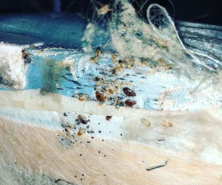 Gotcha Bed Bug Inspectors