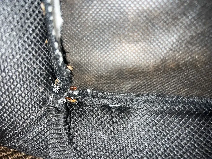 Gotcha Bed Bug Inspectors Picture 2