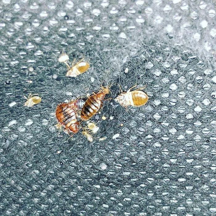 Gotcha Bed Bug Inspectors Picture 3