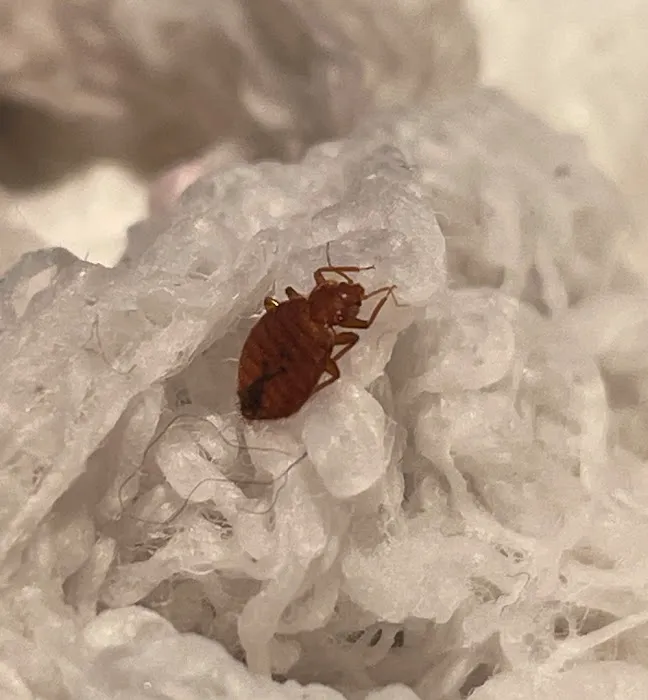 Gotcha Bed Bug Inspectors Picture 6