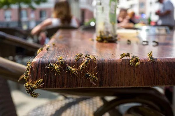 Humphreys Insect Control Picture 2