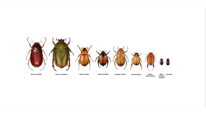 Humphreys Insect Control Picture 4