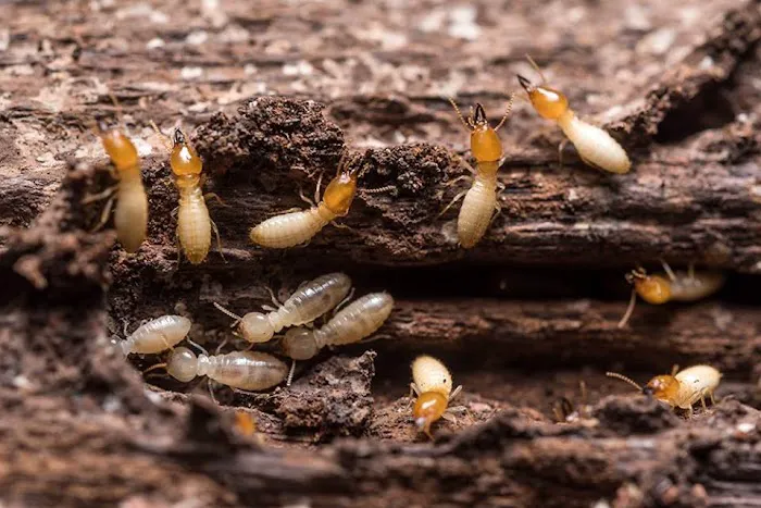 Humphreys Insect Control Picture 6